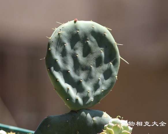 仙人掌果的营养价值