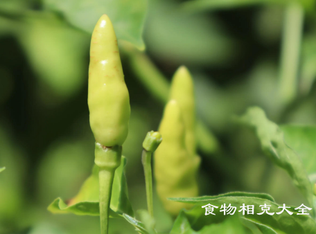 朝天椒的营养价值