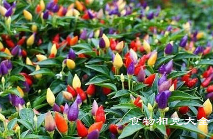 五彩椒的营养价值