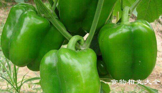 菜椒的营养价值