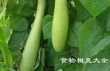 蒲瓜的营养价值