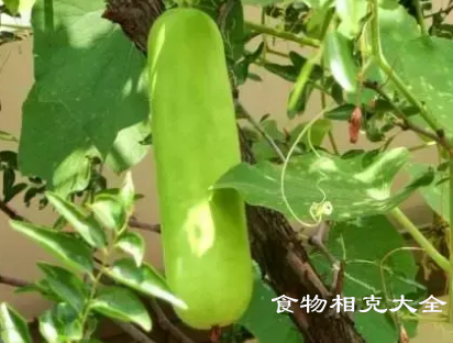 夜开花的营养价值