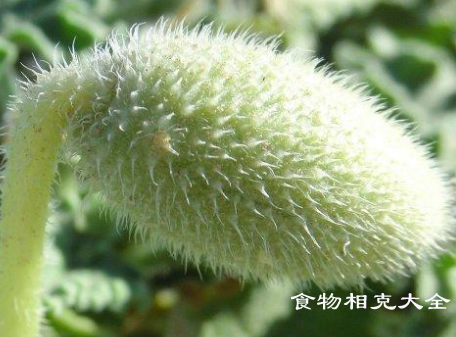 喷瓜的营养价值