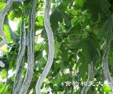 蜜蛇瓜的营养价值
