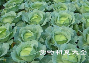 甘蓝的营养价值