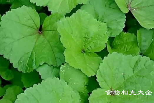 冬寒菜的营养价值