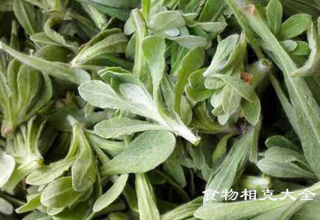 清明菜的营养价值