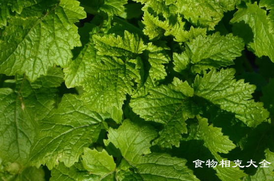 芹菜叶的营养价值