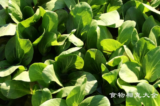 青江菜的营养价值
