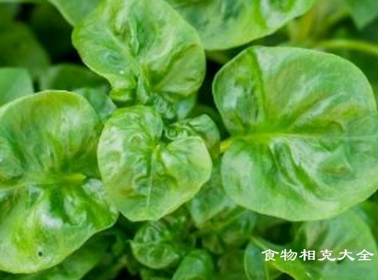木耳菜的营养价值