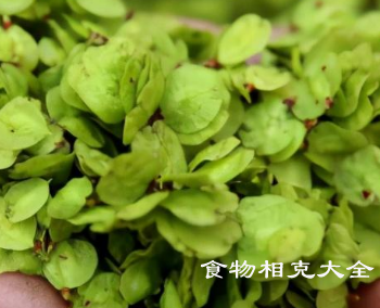 柴钱的营养价值