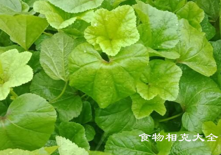 露葵的营养价值