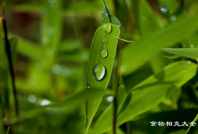 苦竹叶的营养价值