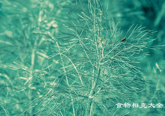 茴香的营养价值