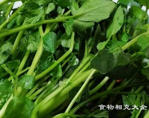 西洋菜的营养价值