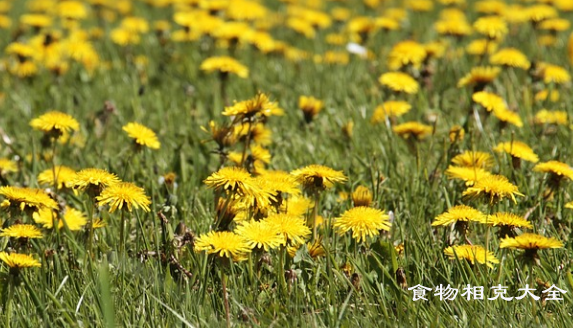 蒲公英的营养价值
