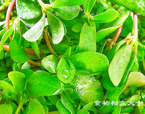 马齿苋的营养价值