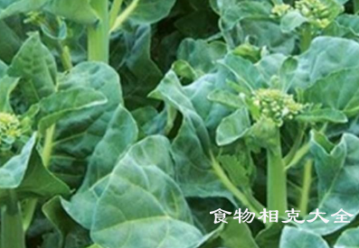 芥兰的营养价值