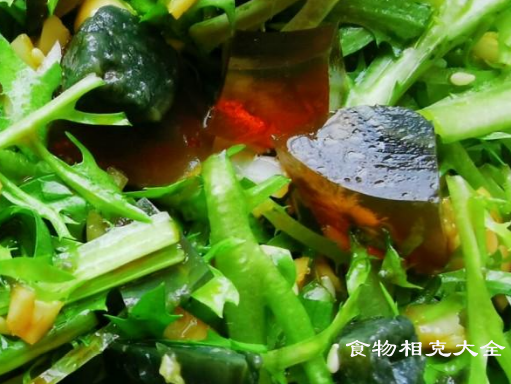 苦菊的营养价值