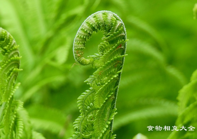 蕨菜的营养价值