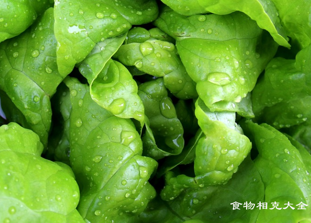 生菜的营养价值