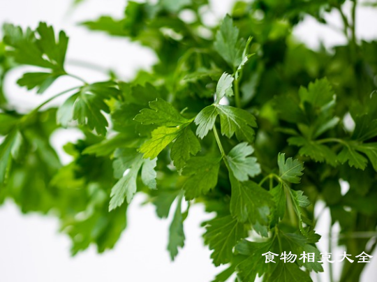 香菜的营养价值