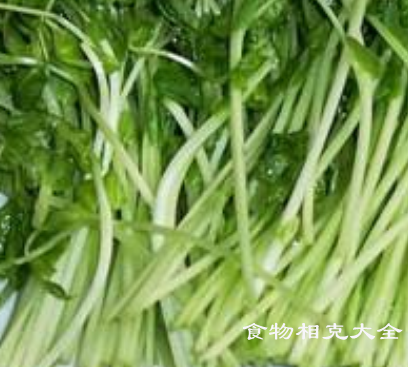 豆苗的营养价值