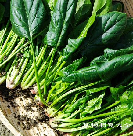 菠菜的营养价值