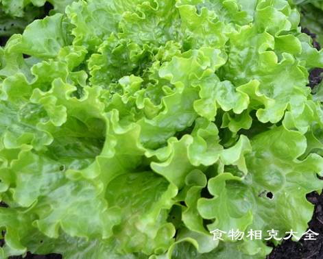 生菜的营养价值
