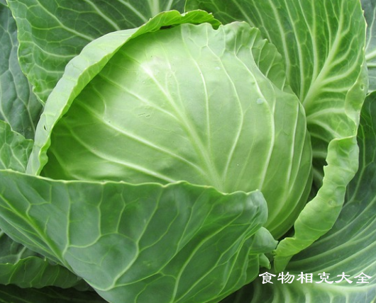 圆白菜的营养价值