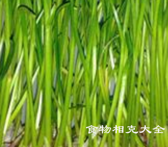 蒜苗的营养价值