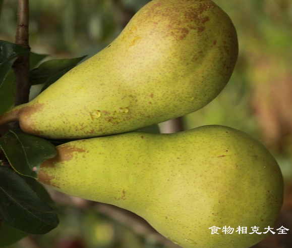 西洋梨的营养价值