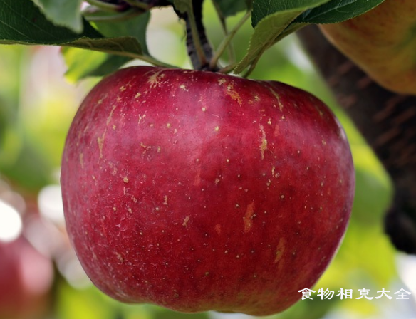 红富士苹果的营养价值