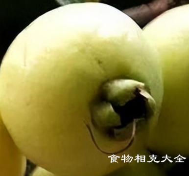 蒲桃的营养价值