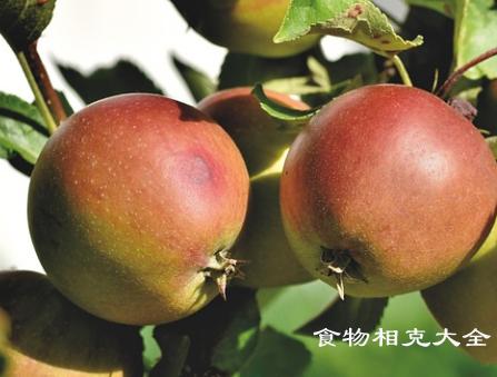 苹果梨的营养价值