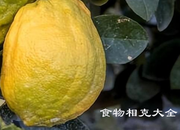 香椽的营养价值