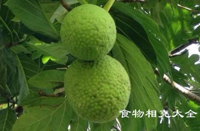 面包果的营养价值