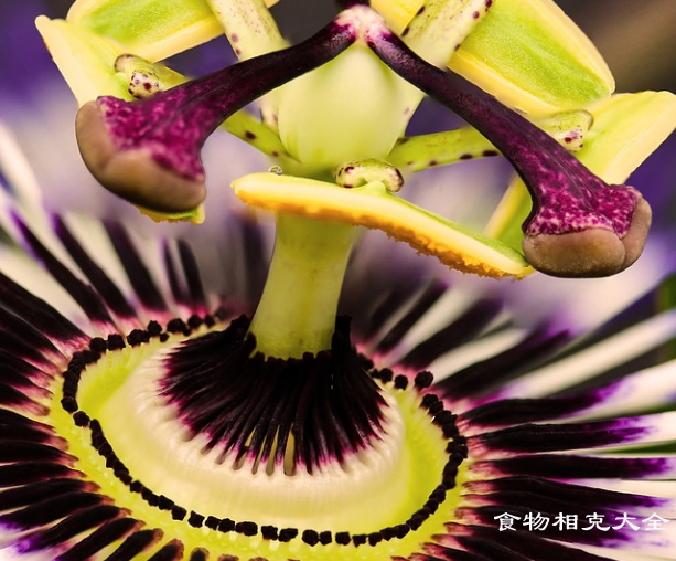 西番莲的营养价值