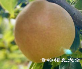 木梨的营养价值