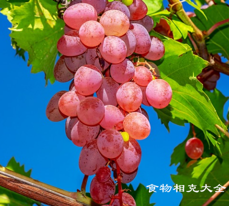 提子的营养价值