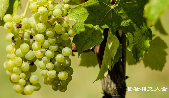 马奶子葡萄的营养价值