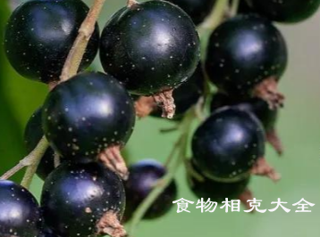 醋栗的营养价值