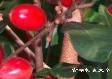神秘果的营养价值