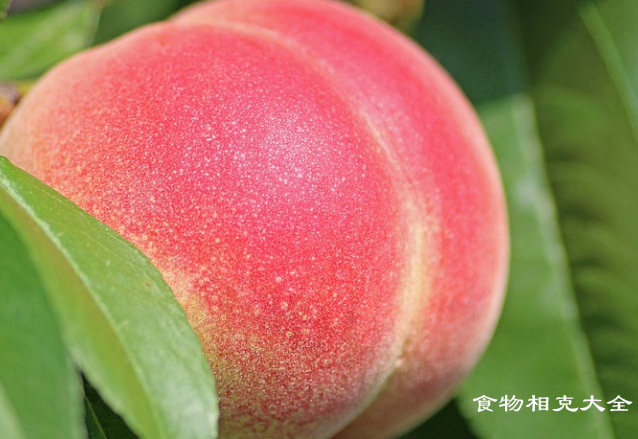 白粉桃的营养价值