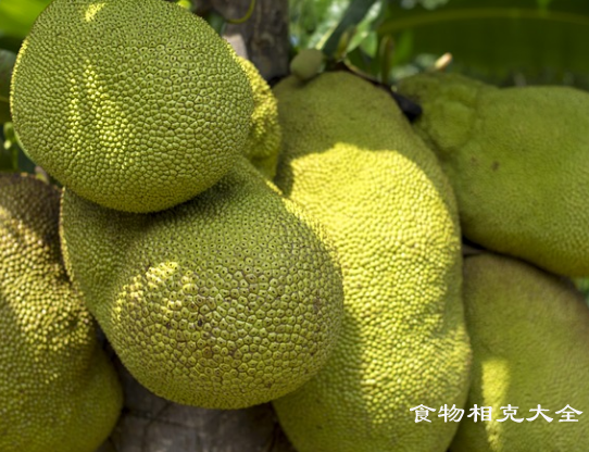 菠萝蜜的营养价值
