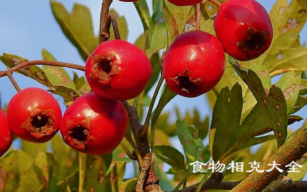 山楂酱的营养价值