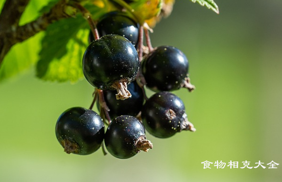 黑加仑的营养价值