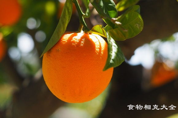 橘子的营养价值