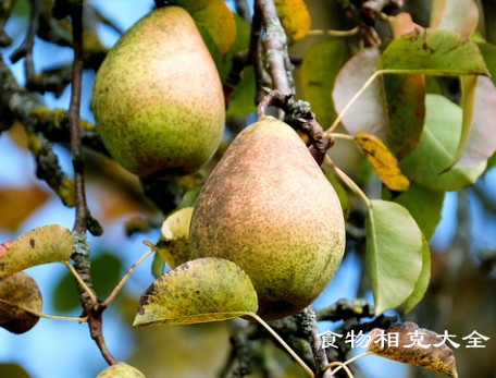 梨的营养价值 梨的营养价值