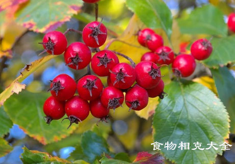 山楂的营养价值